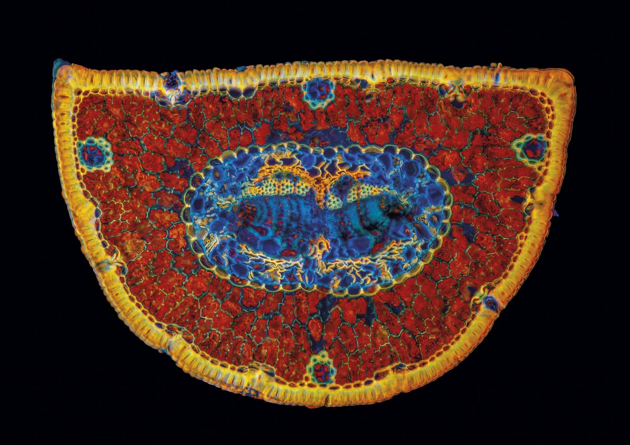 Karin Rollett-Vlcek, Gerhard Vlcek_Latsche