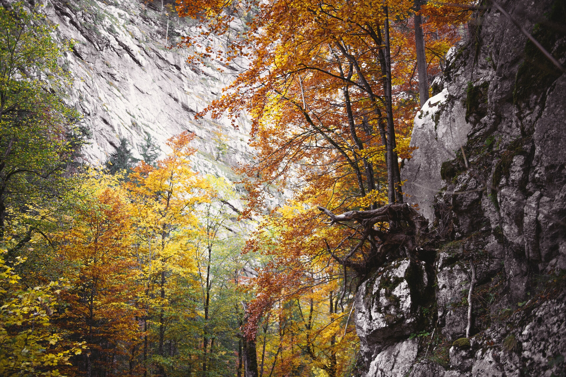 194_Nationalpark_Gesäuse_2019©StefanLeitner