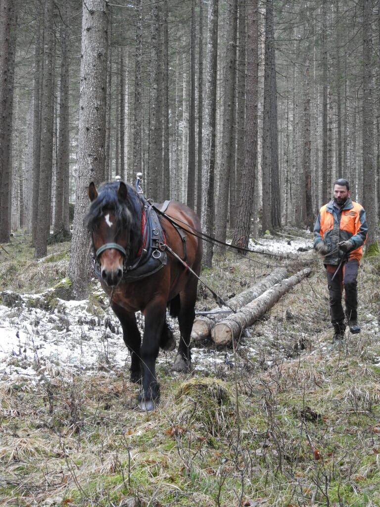 2021_03_16_Pferderueckung_im_Nationalpark_Gesaeuse_c_Christian_Mayer