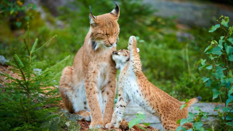 Luchs mit Jungem
