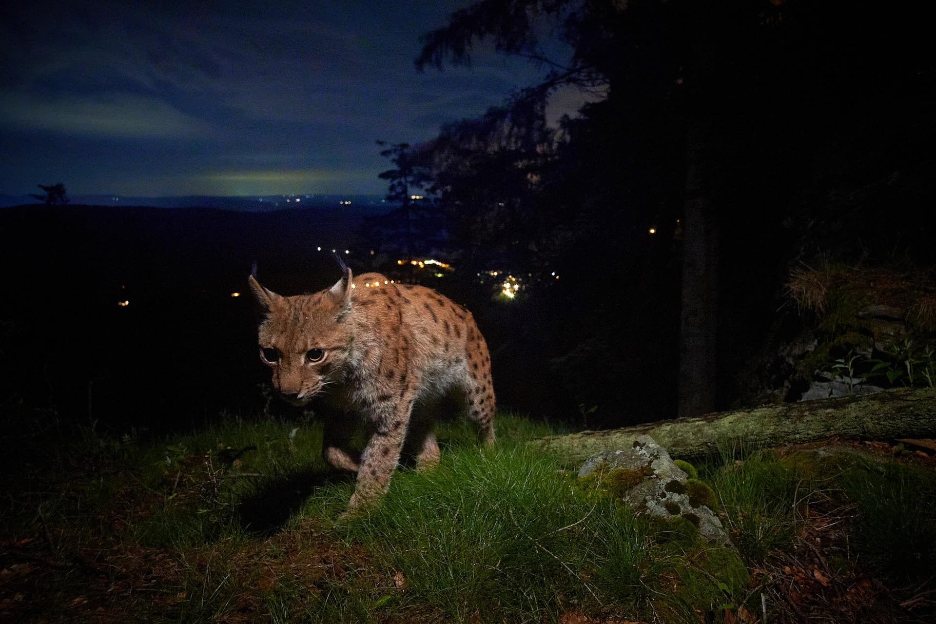 Bild: Luchs bei Nacht