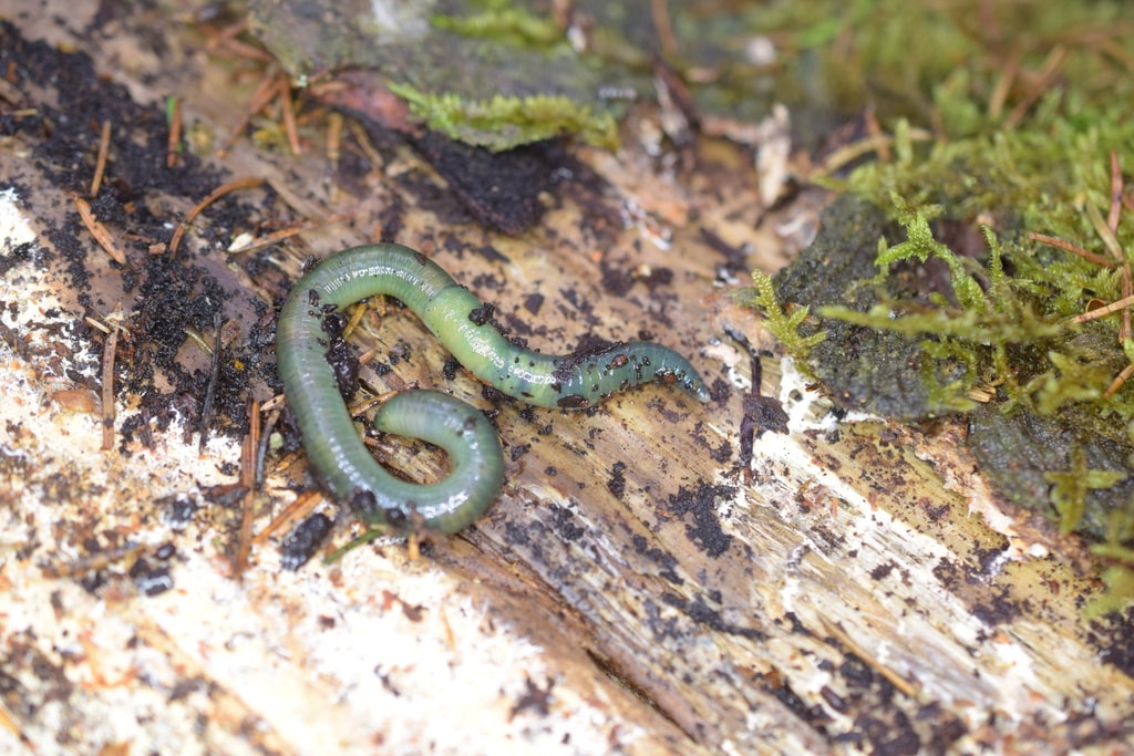 Bild: Smaragdgrüner Regenwurm