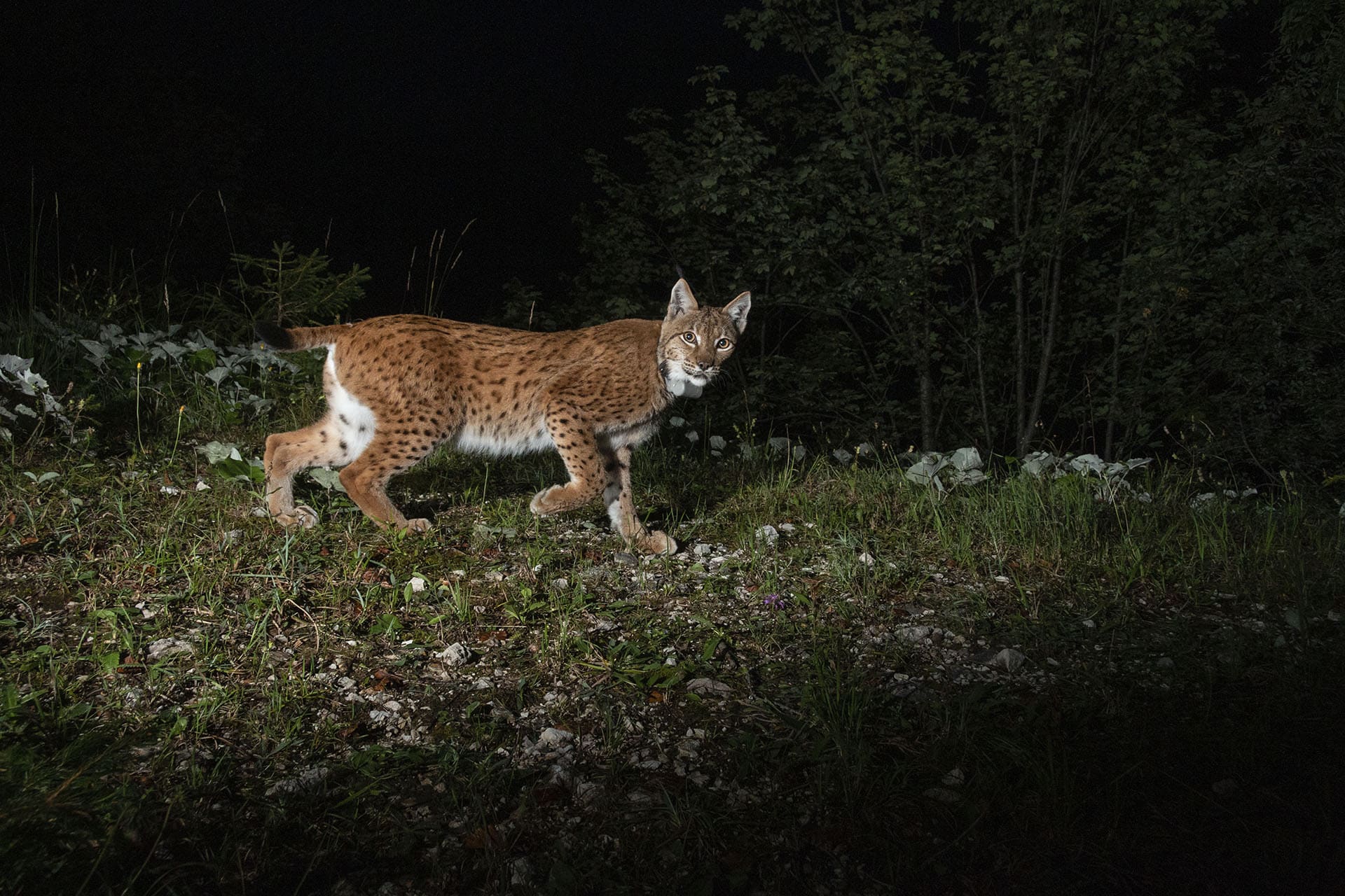 Bild: Luchs