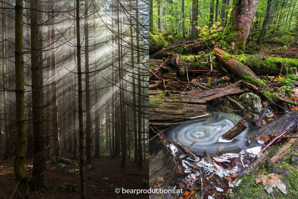 6_Forst_Wald_(c)_bearproductions