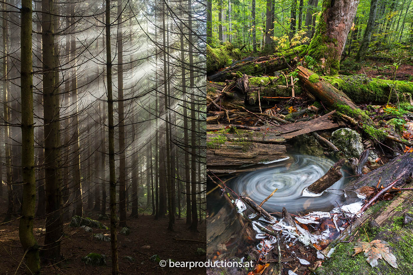 6_Forst_Wald_(c)_bearproductions