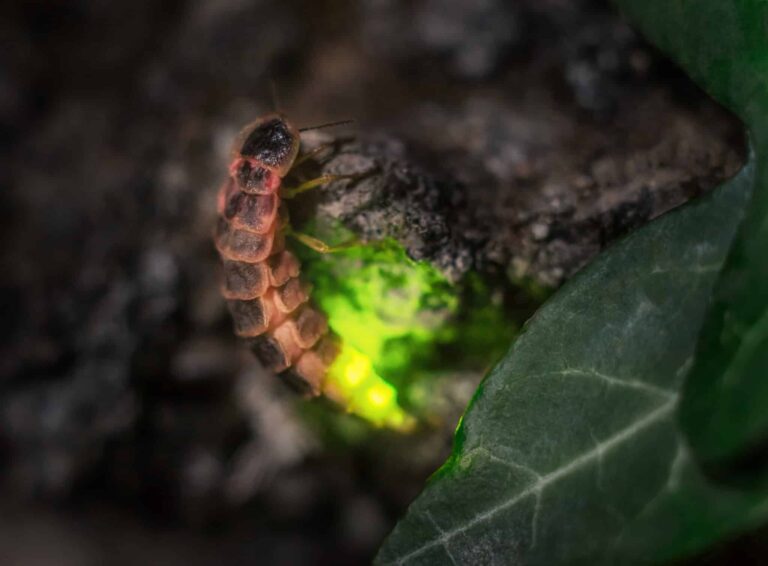 Leuchtkäfer Weibchen in der Dämmerung im eigenen Licht – Light beetle Female in his own light at dusk