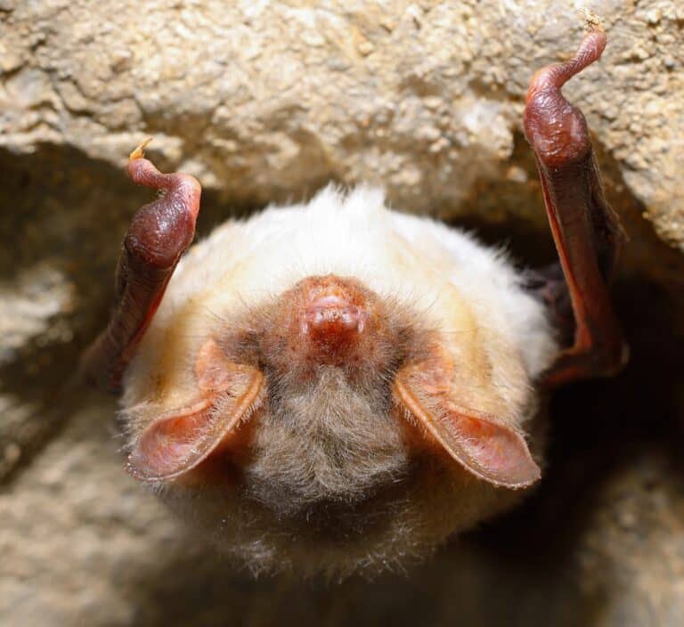Greater mouse-eared bat ( Myotis myotis)