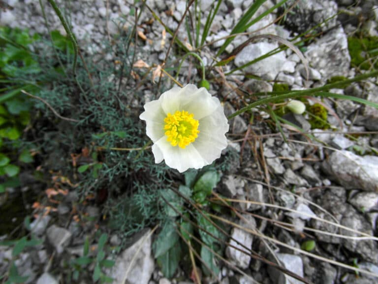 Alpenmohn_Hoebinger
