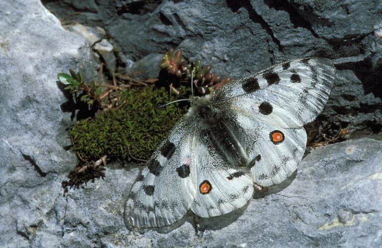 Apollofalter