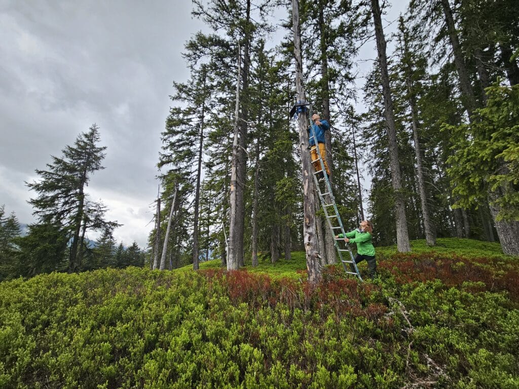 © Nationalpark Gesäuse, Y4N, Audiologger Update