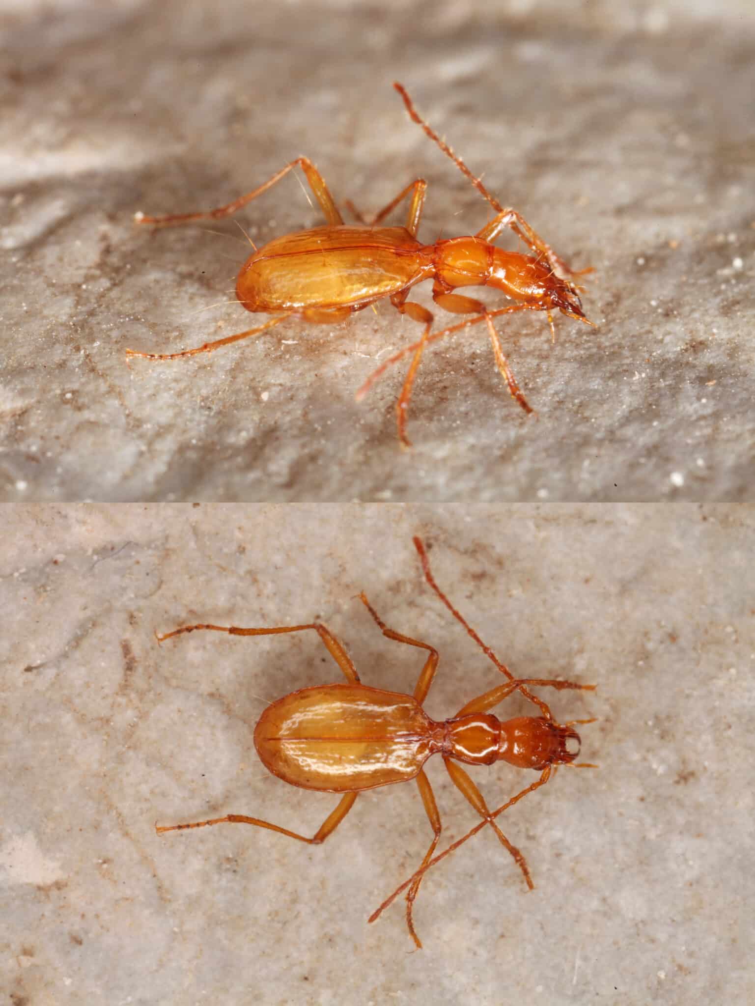 Beide Steirischer Nordostalpen-Blindkäfer_Arctaphaenops angulipennis styriacus_Steinkarhöhle_2016_Komposch