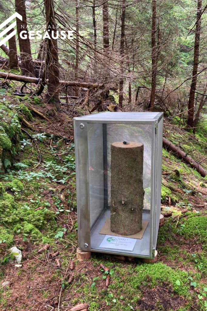 Bark beetle experiment