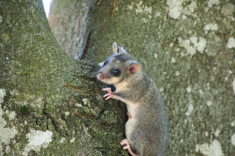 Bruno Mikkelsen-0038