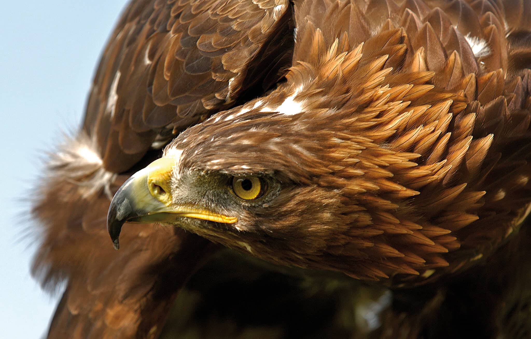 Der Steinadler der Koenig der Luefte