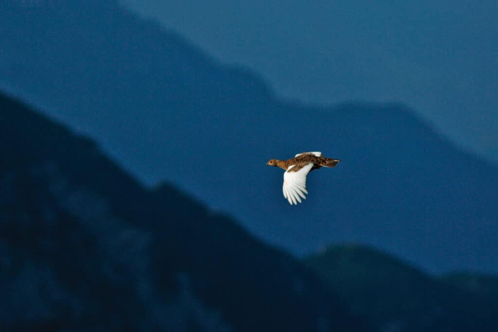 Ptarmigan in flight