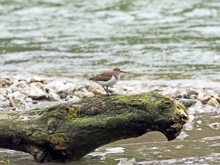 Common Sandpiper