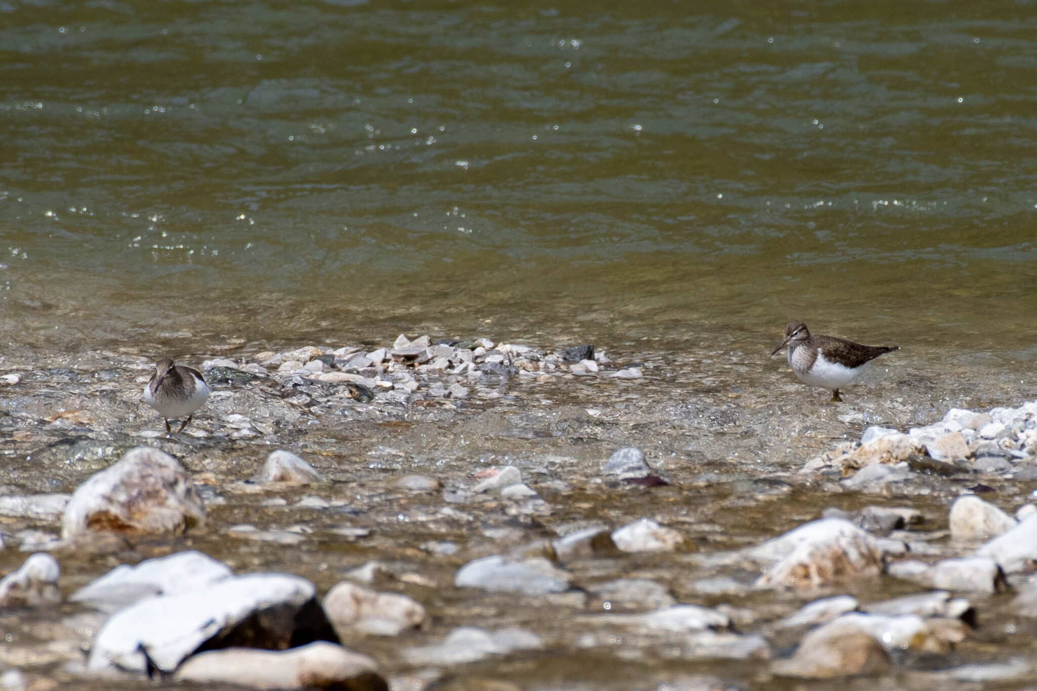 Flussuferläufer 2026