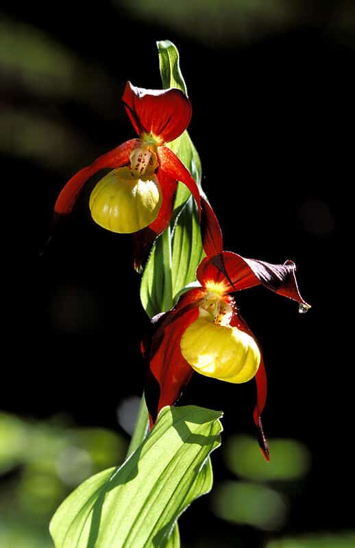 Lady´s slippers