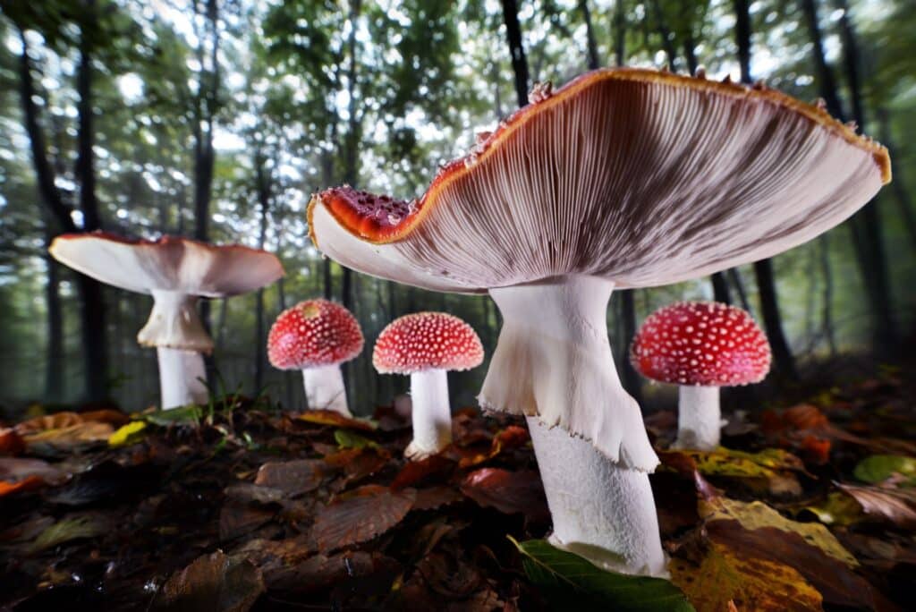 Fliegenpilz, © Agorastos Papatsanis