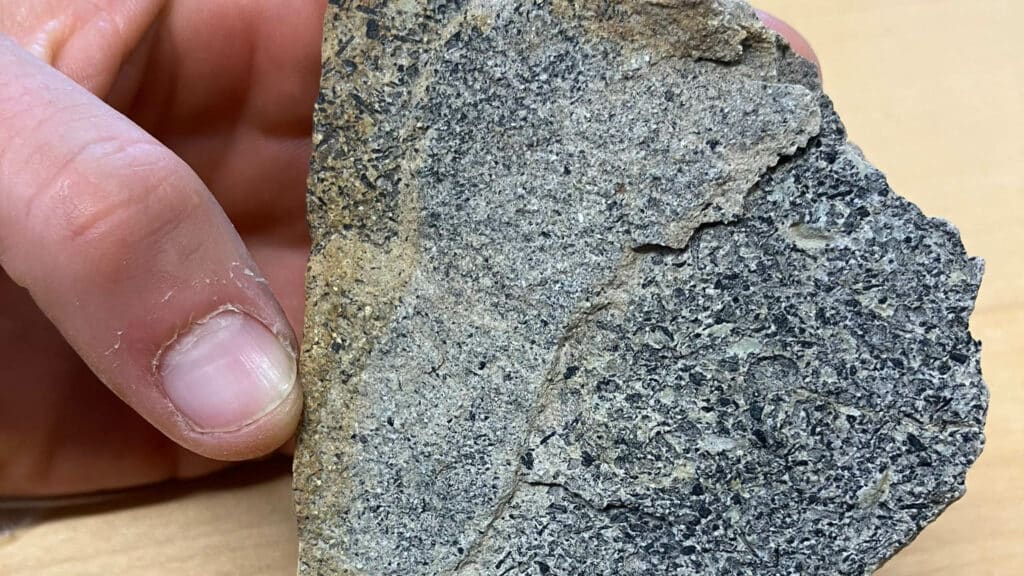 Rock sample with palaeobiological inclusions