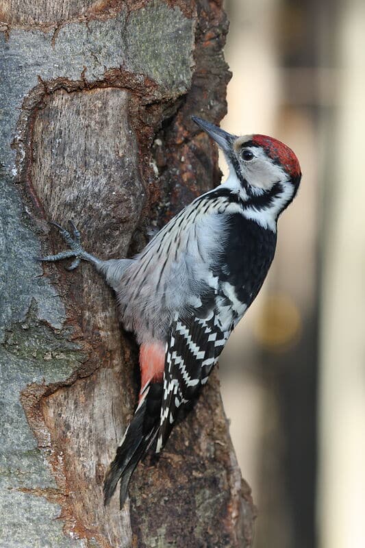 IMG_2380-weissrueckenspecht (c)Thomas Hochebner_NPG