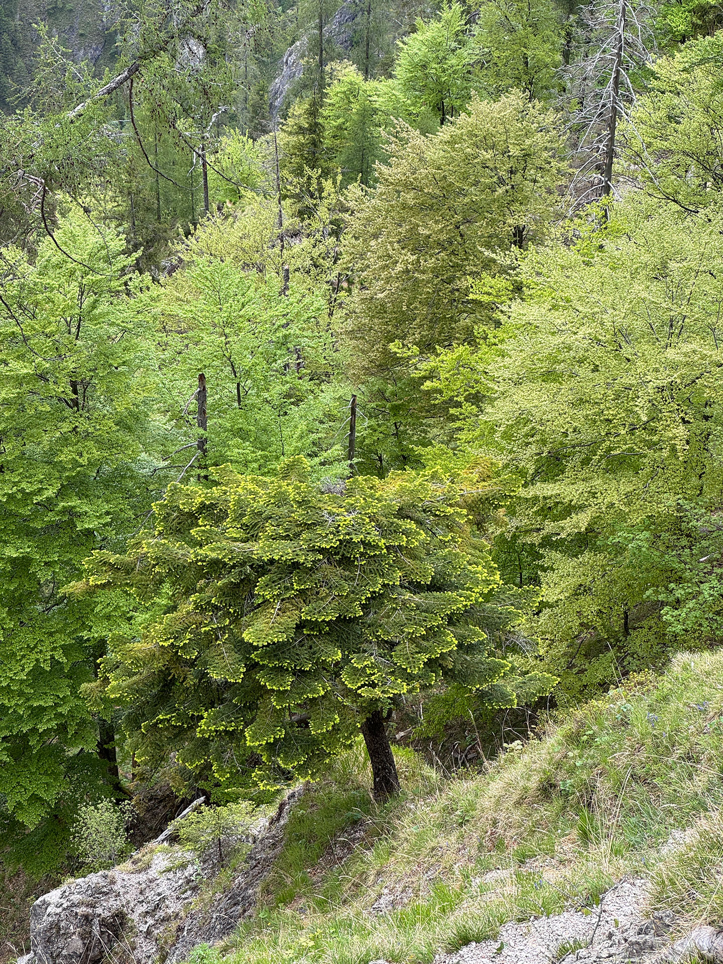 Netzwerk Naturwald