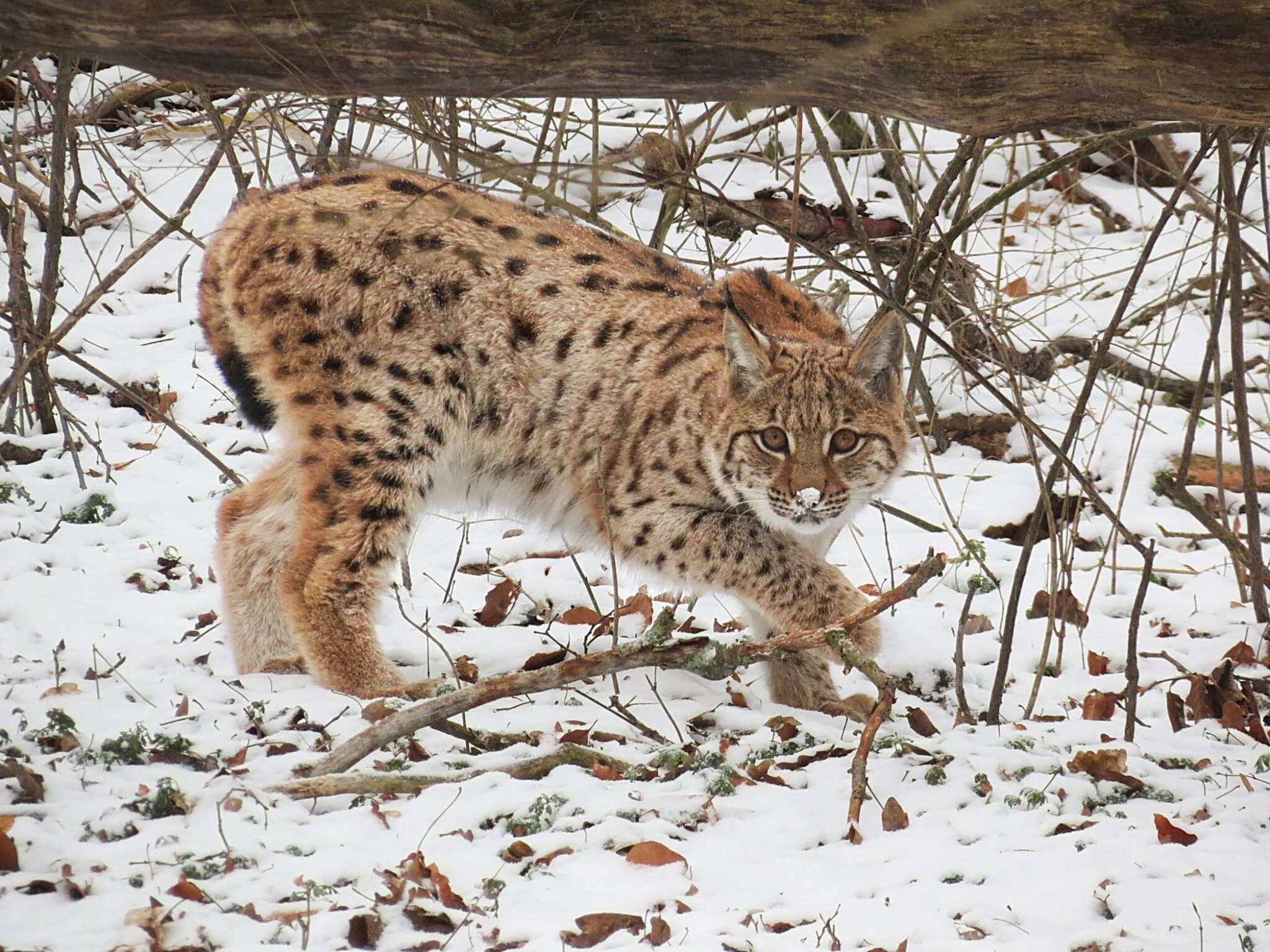 Janus im Schnee_©John Crusius, Wildtierland Hainich GmbH_komp