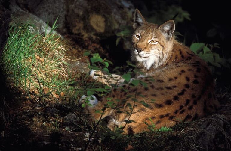 Lynx