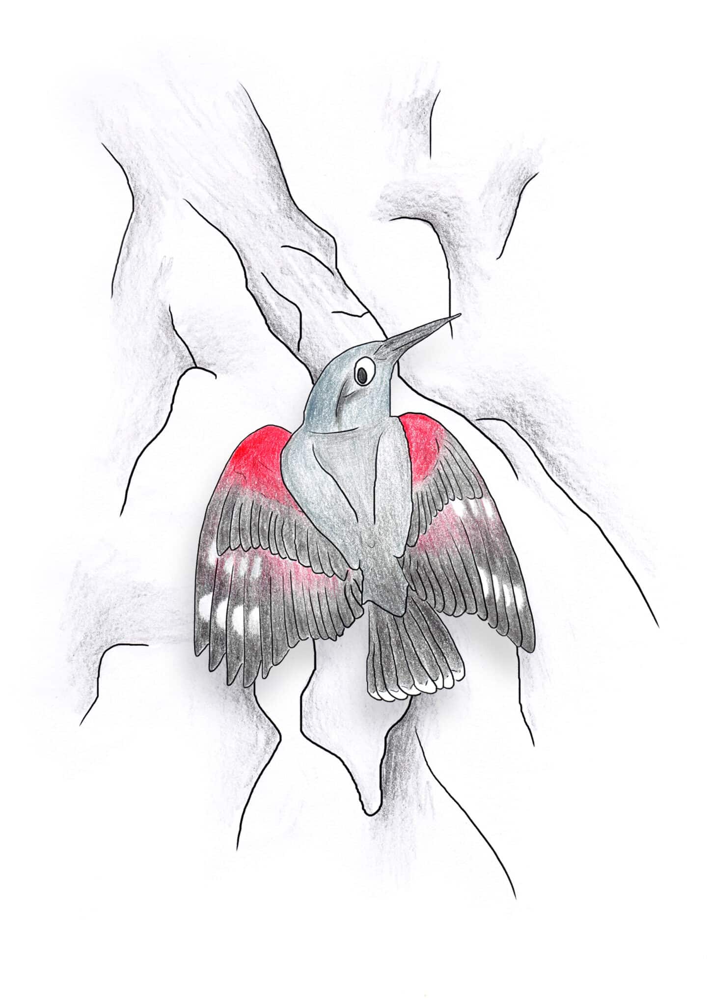 Wallcreeper