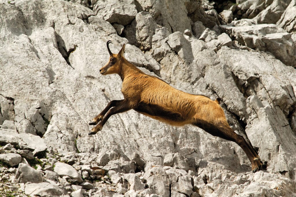 Chamois