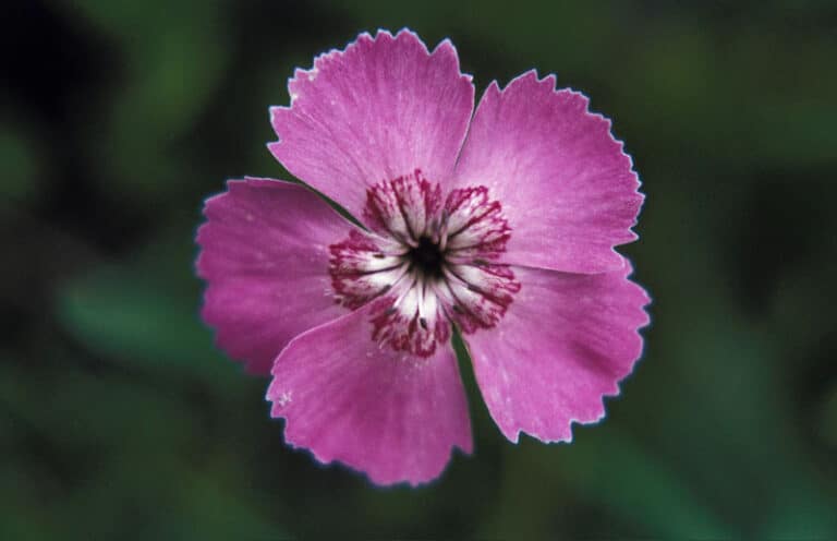 Ostalpen-Nelke_Dianthus_alpinus
