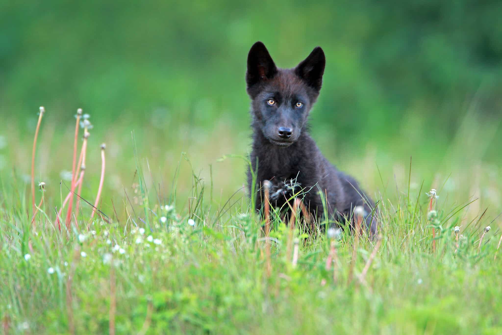 Die Rückkehr des Wolfs