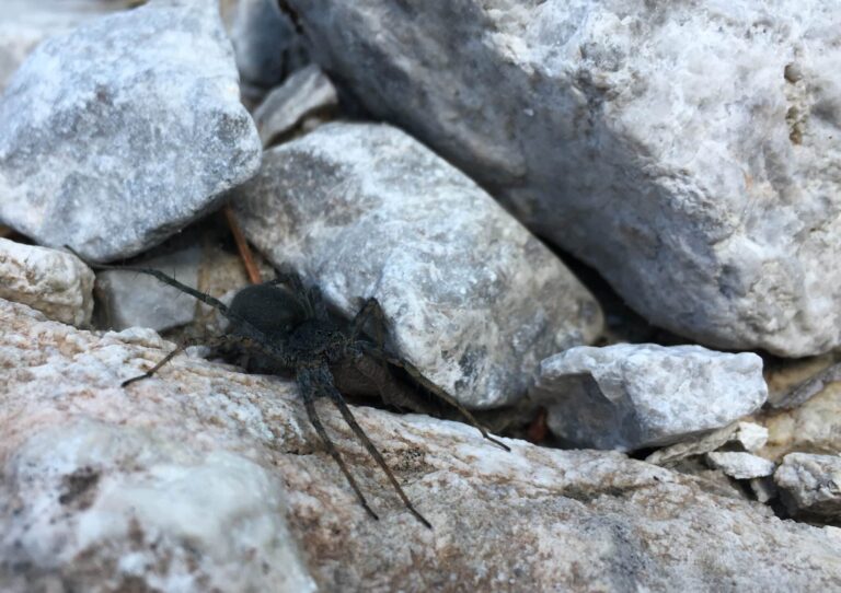 Pardosa saturatior_2_Bock