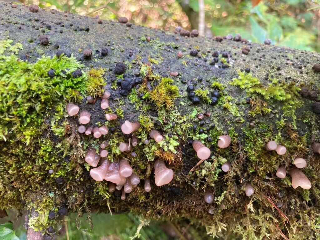 Pilze LettmairAu Barbara Bock