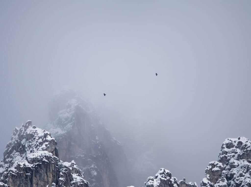 Pair of golden eagles Winter