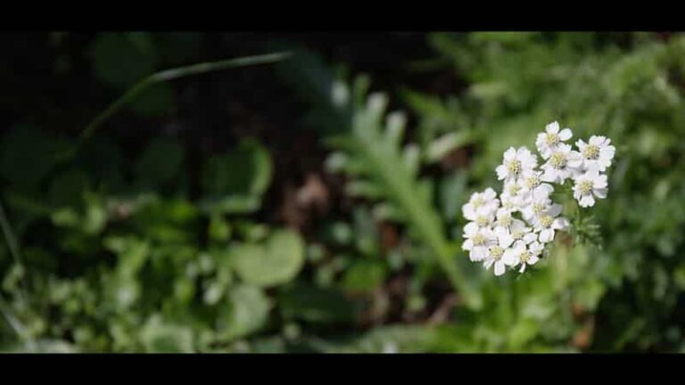 Robert Gamperl Video_Clusius-Schafgarbe-3_NPG