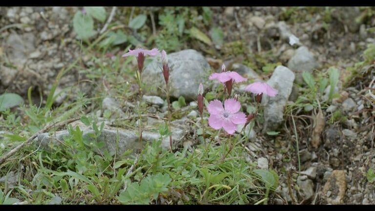 Robert Gamperl Video_Ost-Alpen-Nelke-5_NPG