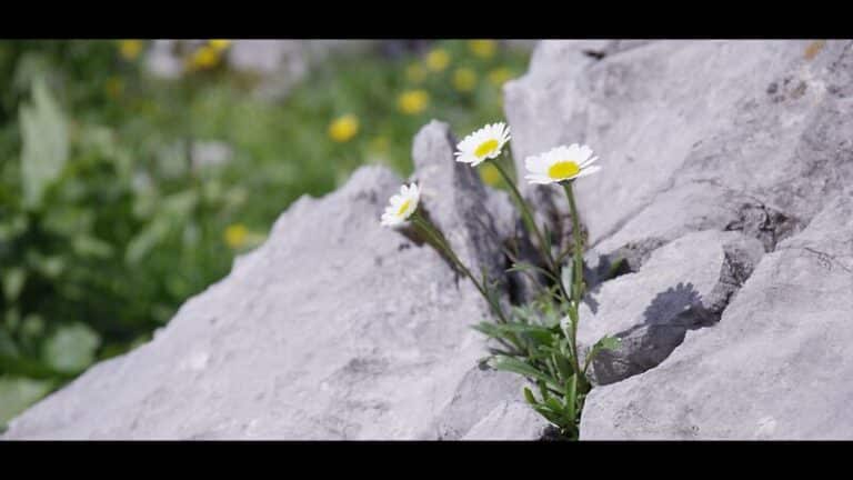 Robert Gamperl Video_Schwarzrand-Margerite-11_NPG