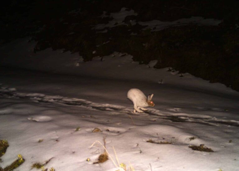 Schneehase