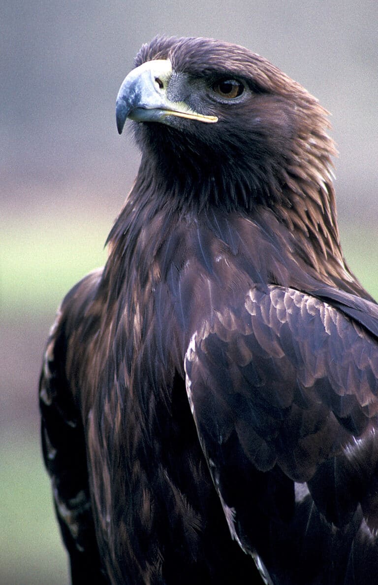 Golden eagle