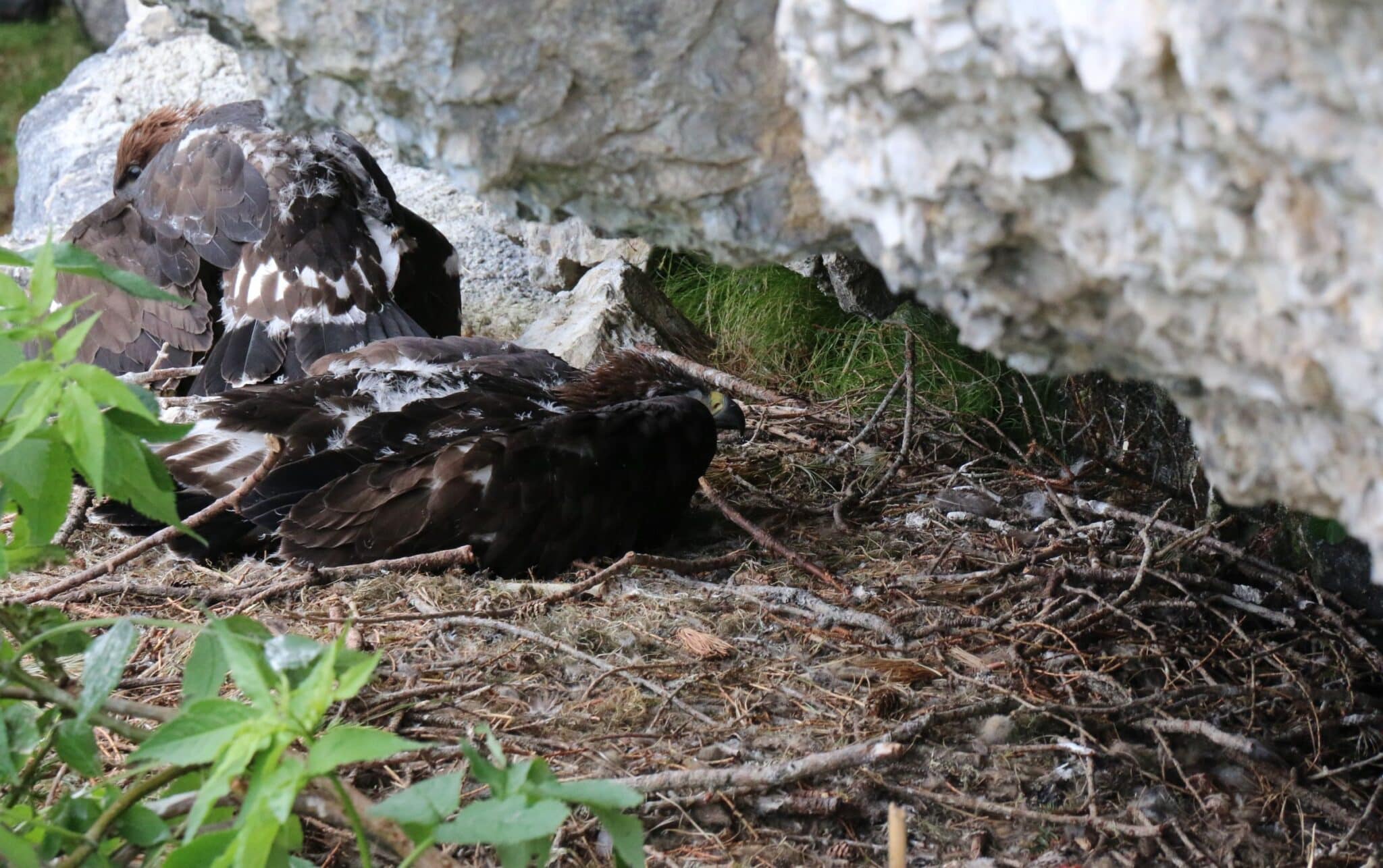 Steinadler Geschwister im Horst_Gudrun Bruckner