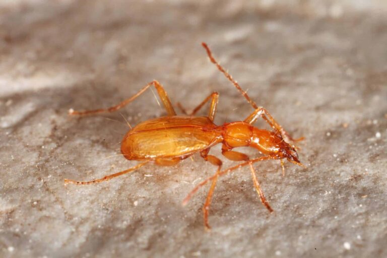 Steirischer Nordostalpen-Blindkäfer_Arctaphaenops angulipennis styriacus_Steinkarhöhle_2016_Komposch (1)