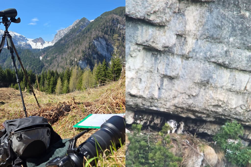 Vogelgeschichten 2