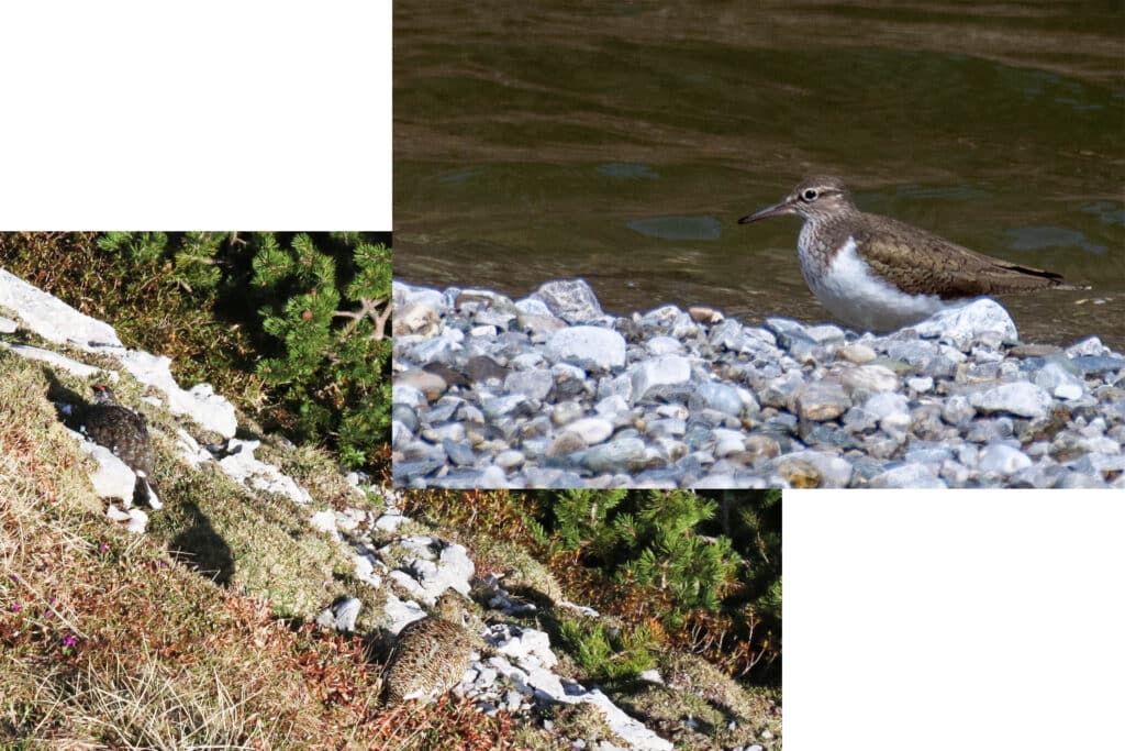 Vogelgeschichten 3