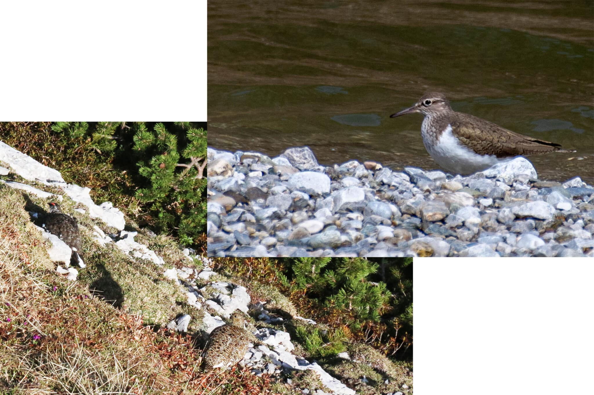 Vogelgeschichten 3