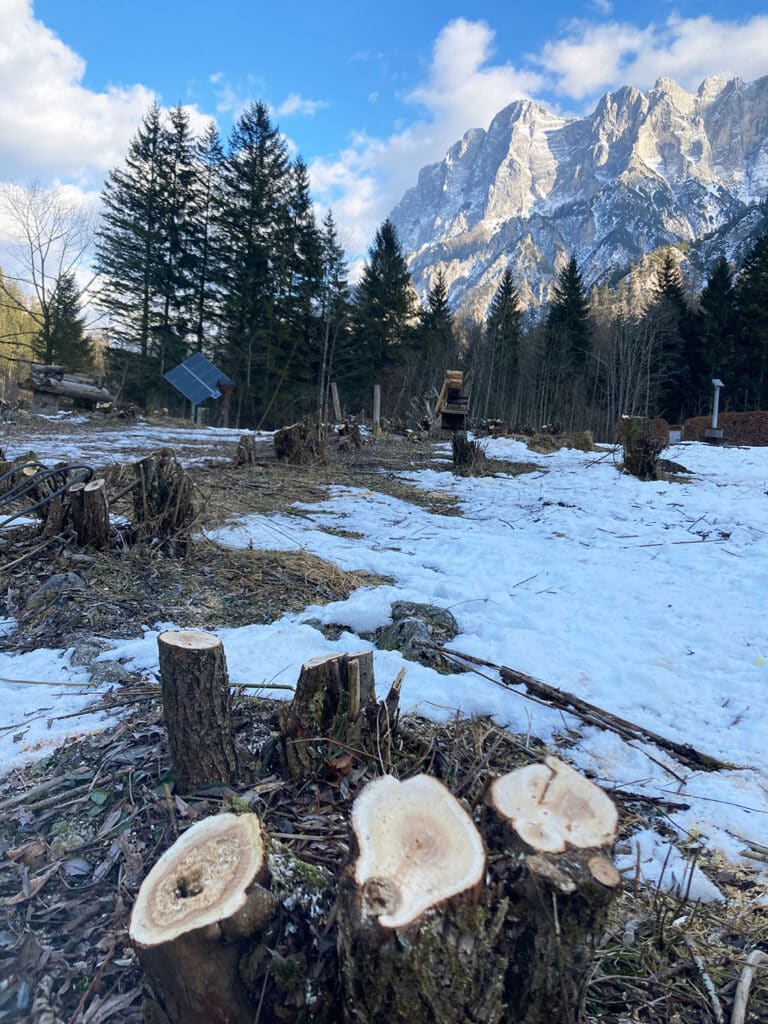 Weidenbau