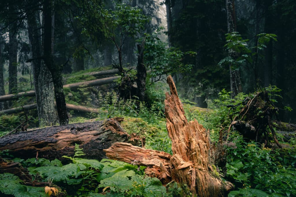 Naturbelassene Wege