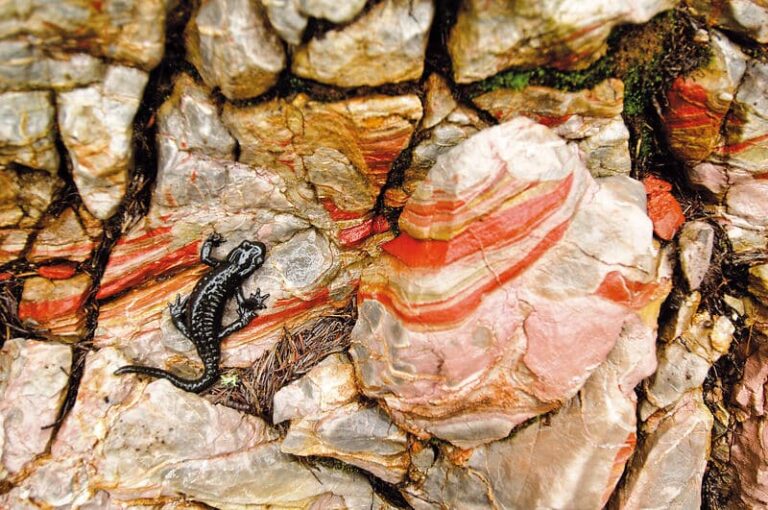 alpensalamander