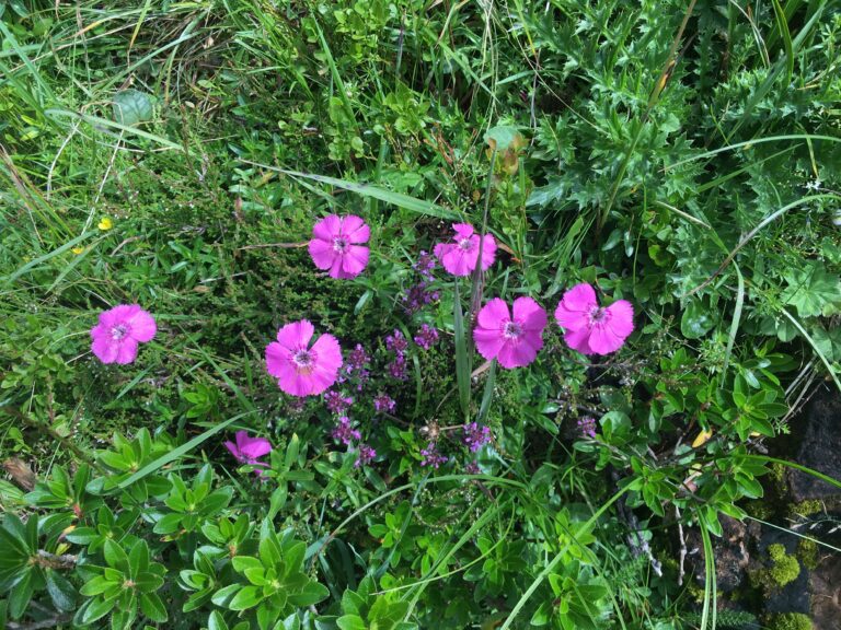 nordostalpenmohn