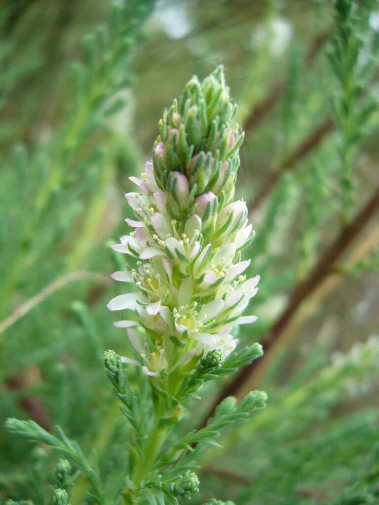 ufertamariske